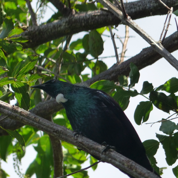 Charlotte Track Bird