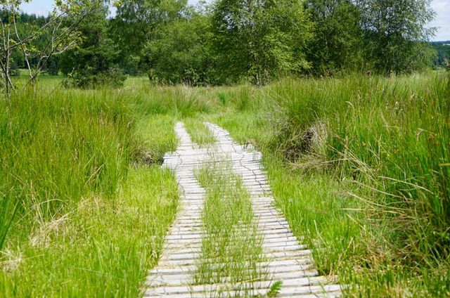 Houten matten als paden om niet weg te zakken in de zachte bodem