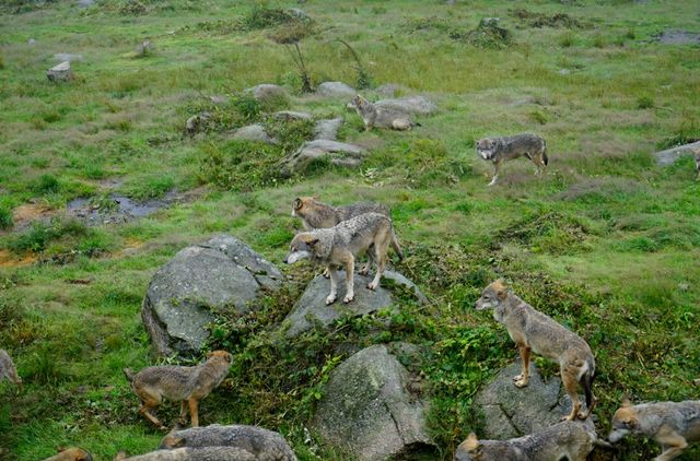 Wachten op het voedsel wat de wolven dagelijks om 16:00 uur krijgen