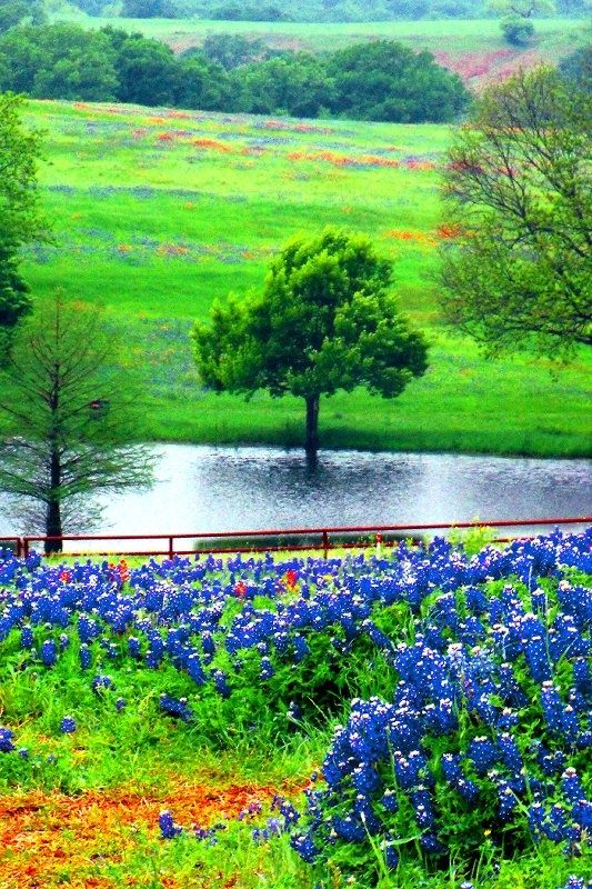 4. Bluebonnets, Ennis, Texas.