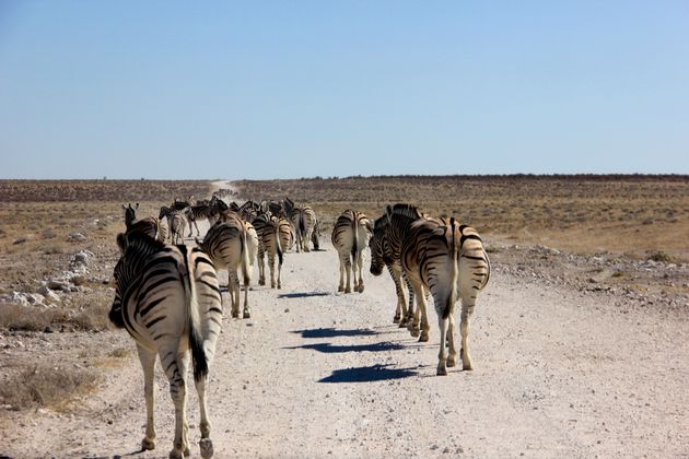 En ook zebra`s nemen gewoon de verharde weg