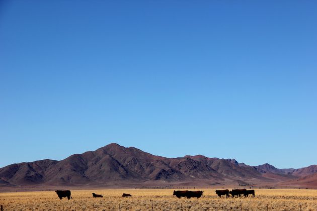 Genieten in Etosha National Park