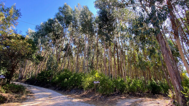 Eucalyptus en kurkbossen op de flanken van de Monchique