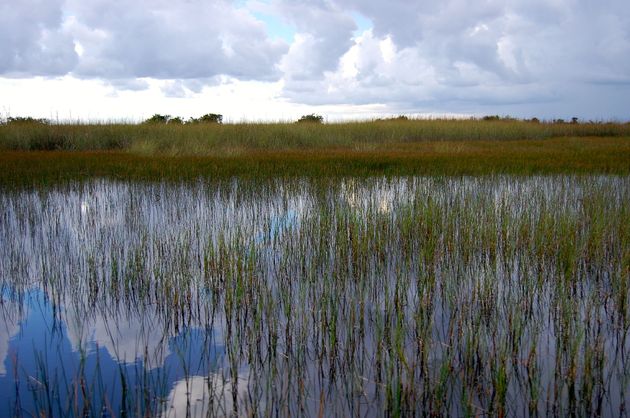 Schitterende natuur in de Everglades