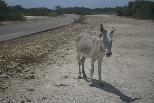 Op Bonaire lopen wel honderden ezeltjes in het wild rond.