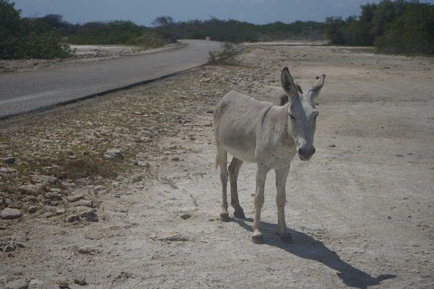 De ezeltjes lopen gewoon in de vrije natuur rond. Op het eiland is er ook een Donkey Sanctuary.