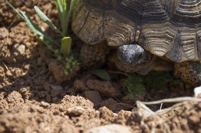 mediterraan_eten_grieks_schildpad