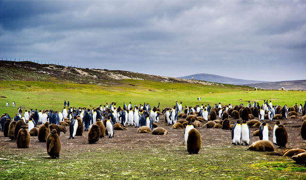 Pingu\u00efns spotten op de Falklandeilanden\u00a9 kwest - Adobe Stock
