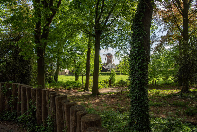 Molen de Hoop gezien vanuit het Fatimapark in Sprundel