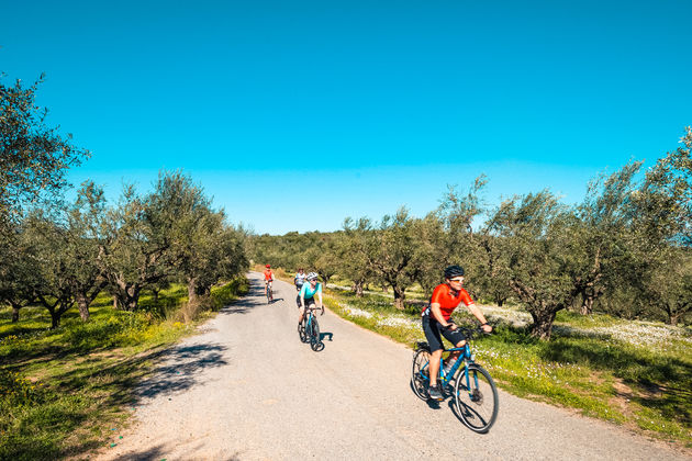 In de omgeving van Kalamata fiets je uiteraard tussen de olijfbomen...