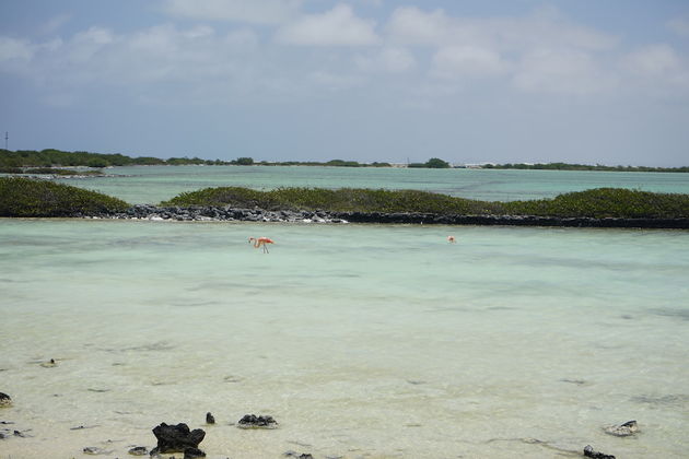 De roze flamingo`s kom je onder andere tegen in het meest zuidelijke puntje van Bonaire.