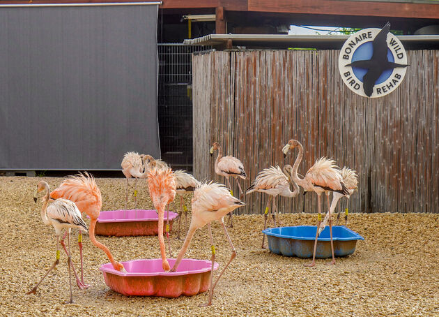 flamingo-opvang-bonaire.jpeg