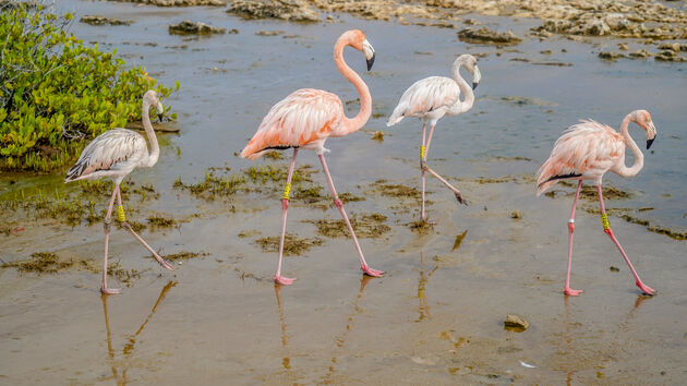 flamingo-s.jpeg