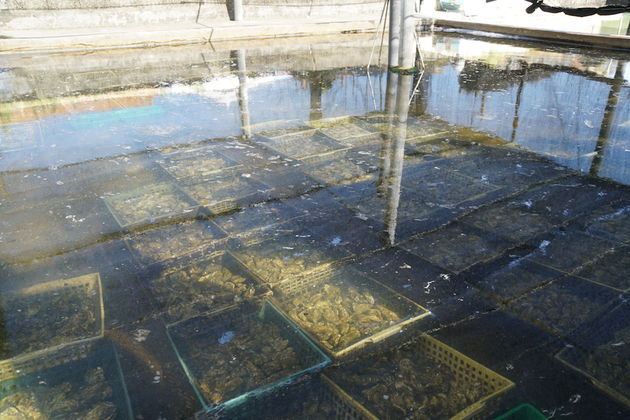 Fort Royer Boyardville: Oesters die worden gespoeld voordat ze uiteindelijk worden verkocht