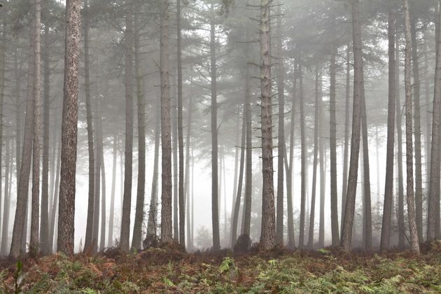 Mist in de ochtend geeft schitterende foto`s!