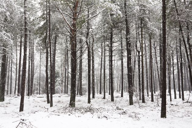 Valt er sneeuw in Nederland, ga dan het bos in voor dit soort mooie foto`s!