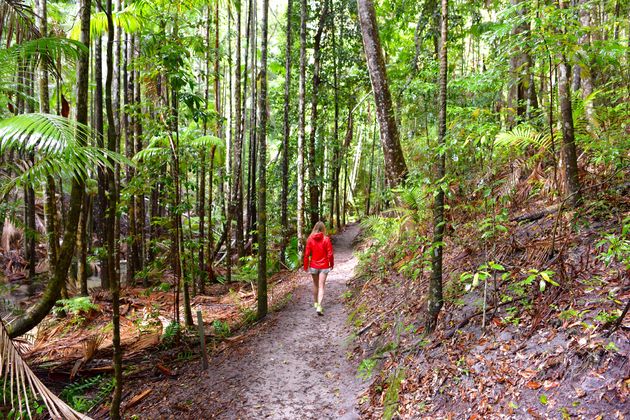 Hiken door een klein regenwoudje op Fraser Island