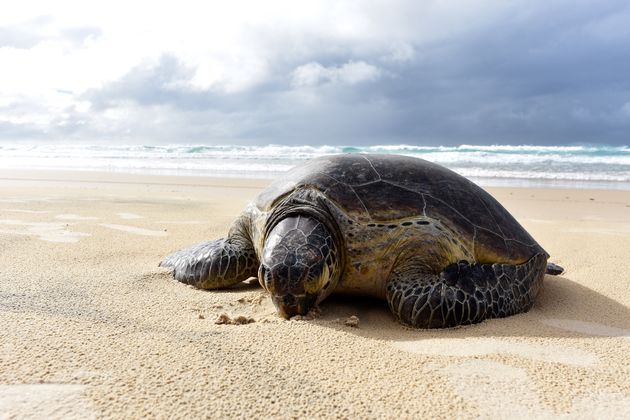 Zeeschildpad op 75 Mile Beach