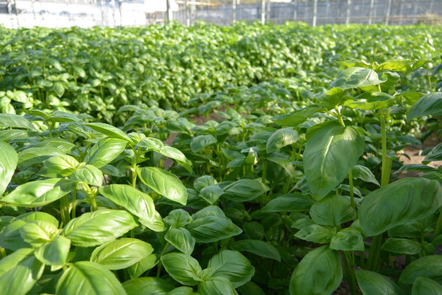 Fresh Guernsey Herbs close up