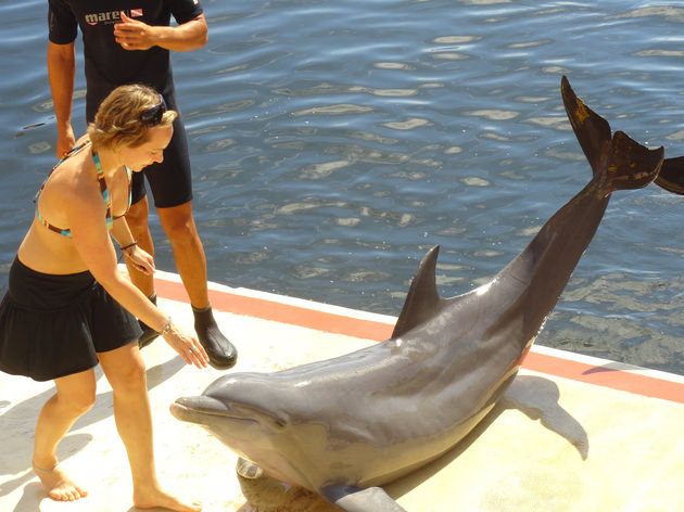 Ga zwemmen met dolfijnen in het dolfinarium in Cienfuegos!