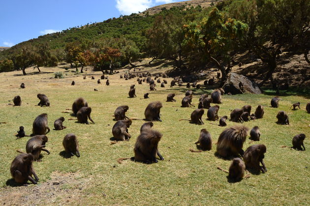 Galeda apen in Simien Mountains NP