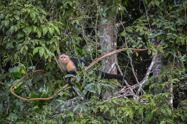 gamboa-rainforest-aap