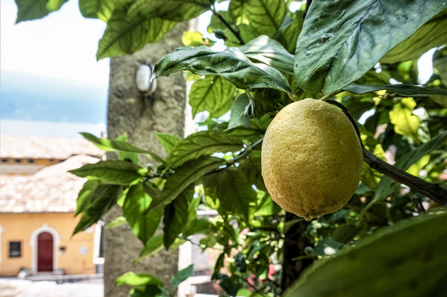Nog even en deze citroen zal gebruikt worden voor heerlijke limoncello