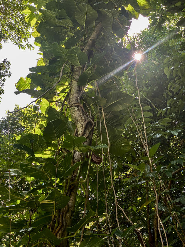 Het zonlicht bereikt ook de jungle