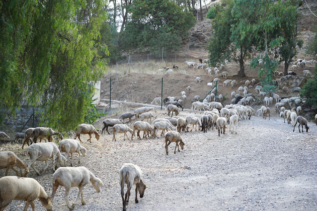 geitjes-el-caminito-del-rey.jpeg