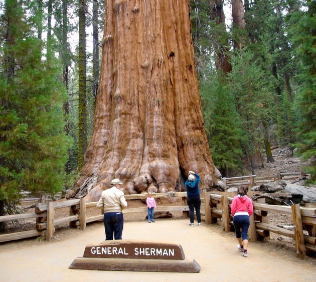 General Sherman, de grootste boom ter wereld en d\u00e9 trekpleister van het park