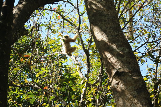 <em>Een white-handed gibbon gespot!<\/em>