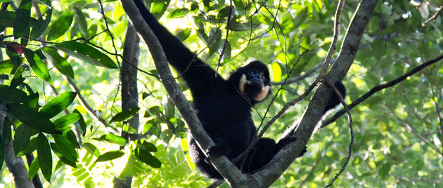 Er leven een aantal gibbon-families in het Nam Kan National Park