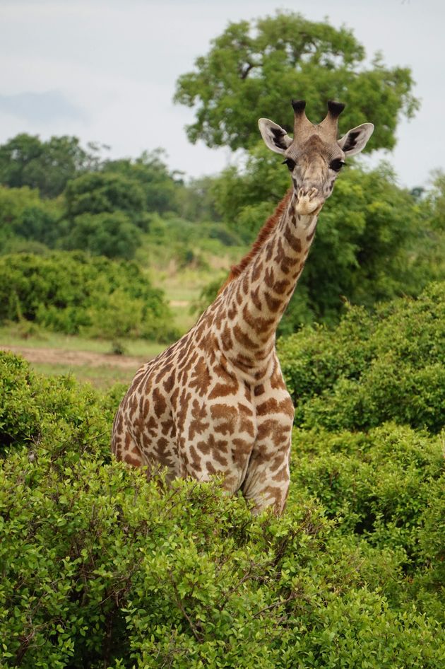 Hoe tof is het om een giraffe in het wild te spotten?