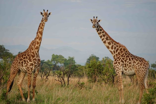 Zo bijzonder, giraffes in het wild!
