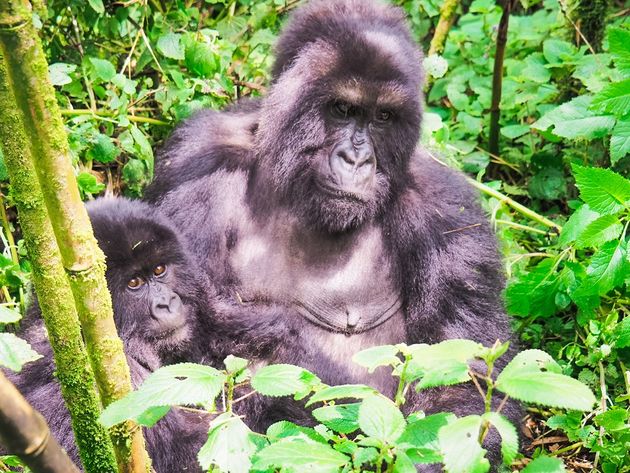 De silverback leidt ons naar de rest van de familie waaronder deze moeder met haar kind.