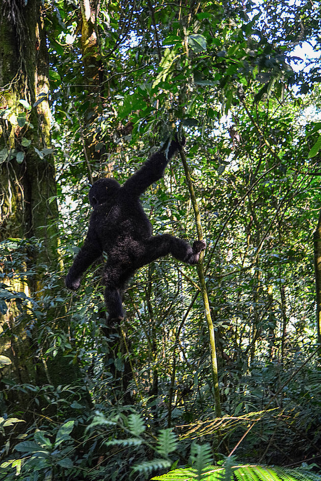 De apen merken ons nauwelijks op, en spelen lekker tussen de bomen
