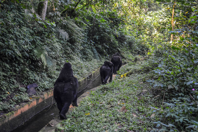 De Rushegura familie is een van de grootste gorilla-groepen in deze regio