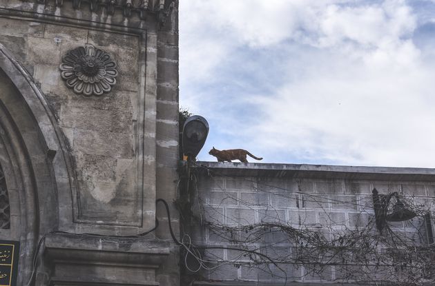 Bij de ingang van de Grand Bazaar zien we deze kat op het randje van het dak balanceren