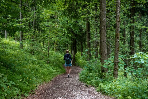 Duik na het Baumwipfelpfad de bossen in