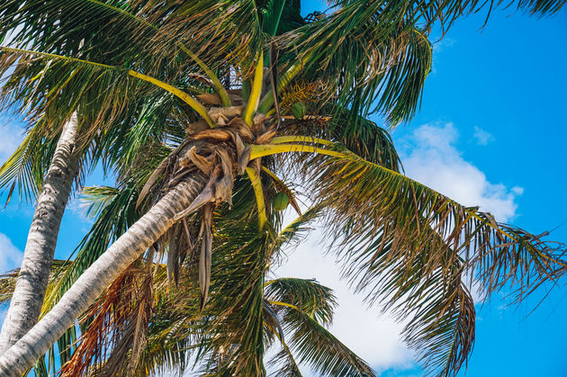 Overal palmbomen: dat hoort bij de Cariben