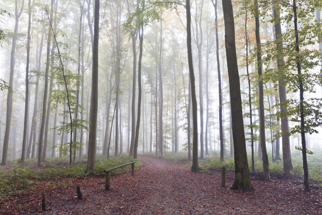 Smalle hoge bomen met daartussen de mist