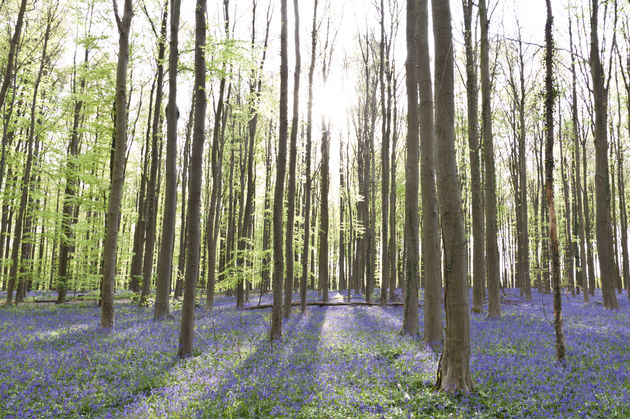 Op zonnige dagen is het bos n\u00f3g mooier