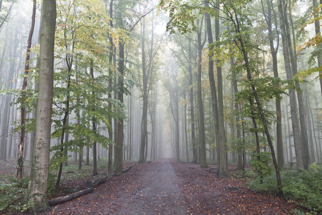 Het Hallerbos in de vroege ochtend