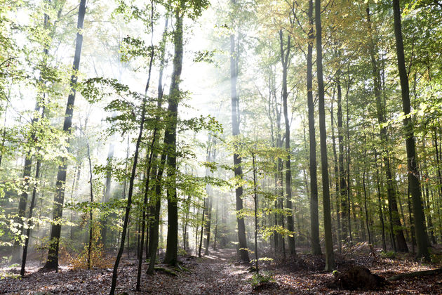 Z\u00f3 mooi, de zon tussen de bomen door