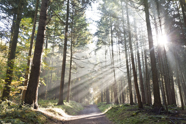 Echt een geweldige plek voor een ochtendwandeling!