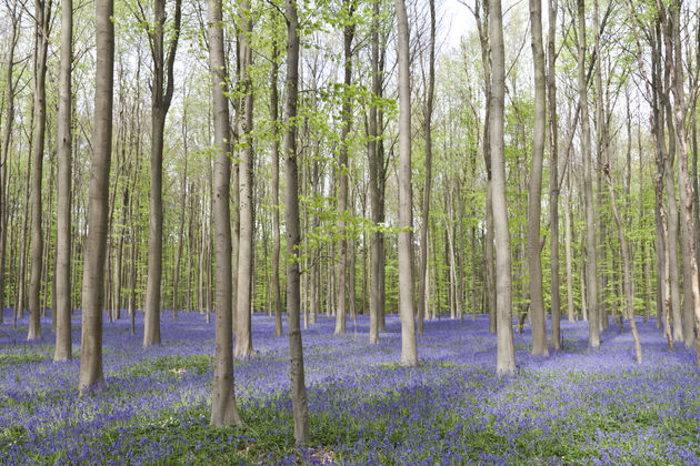 Dit is het perfecte moment om te gaan: het complete bos staat in bloei