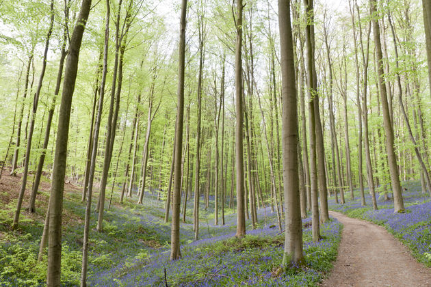 Alsof de hyacinten een blauw tapijt vormen