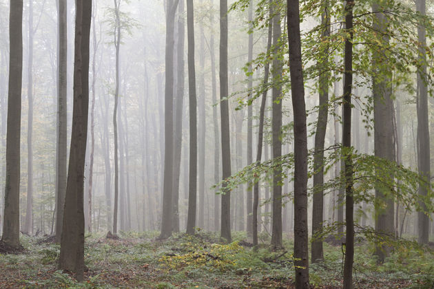 Mysterieus Hallerbos