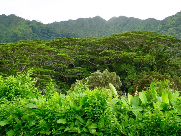 Manoa Falls