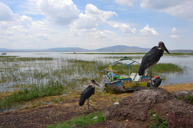 Het meer van Hawassa
